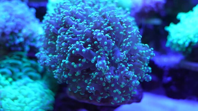 feeler of actinia or sea anemone in sea with coral Reef in Sunlightmarine aquarium.
