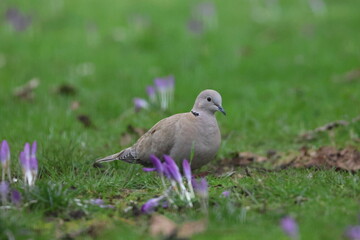 Obraz premium pigeon
