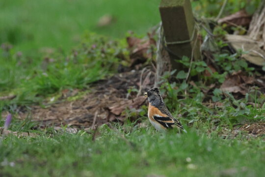 brambling