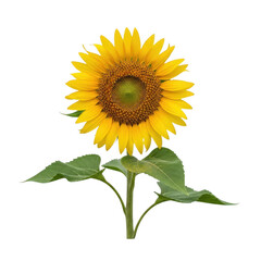 A bright and beautiful sunflower with large yellow petals and green leaves against a white background. isolated on transparent background