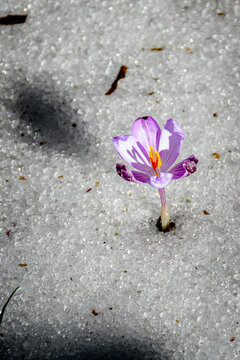 Crocus dans la neeige