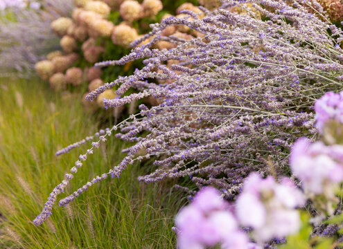 Garden  with purple lavender and hydrangea 