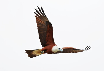 Flight of Brahminy Kite, bird of prey, majestic eagle-like look, white background
