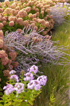 Garden  with purple lavender and hydrangea  autumn garden 