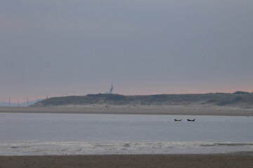 common seal © Thomas