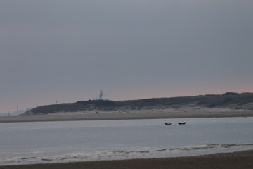 common seal © Thomas