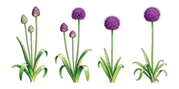 A set of four illustrations showing the growth stages of a purple allium flower from bud to full bloom against a white background.