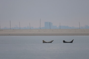 common seal © Thomas