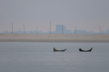 common seal © Thomas