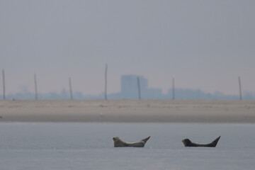 common seal © Thomas