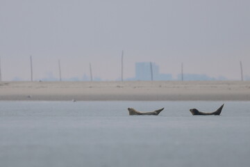 common seal © Thomas