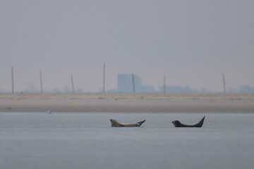 common seal © Thomas