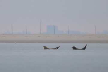 common seal © Thomas