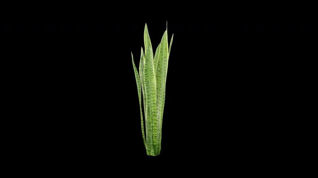 Dracaena Trifasciata swaying in summer wind, realistic animation with transparent background and alpha channel in 4k