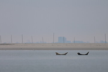 common seal © Thomas
