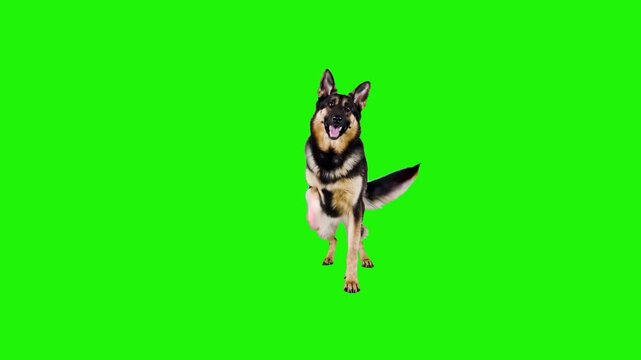 An energetic 3D animated German Shepherd dog moves dynamically across a green chroma key background. This high-quality animal asset is designed for easy integration into action-oriented or lighthearte