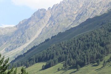 Obraz premium pine forest on the mountain slopes on a sunny summer day