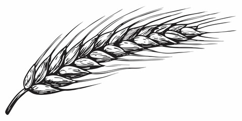 Detailed black and white illustration of a single wheat stalk © John Lee