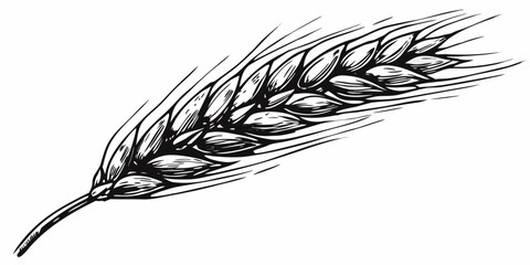 Detailed black and white illustration of a single wheat stalk © John Lee