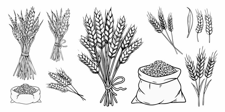 A collection of sketched wheat sheaves grains and a small sack