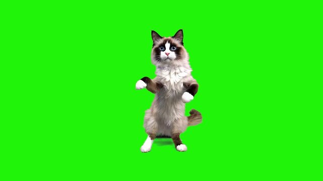 A 3D rendered Ragdoll cat with distinctive markings performing a charming dance on a green screen. Designed for easy background removal in comedy sketches and pet-related videos.
