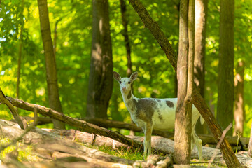 Fototapeta premium Rare piebald white-tailed deer in conservation area. The piebald deer, is also known as leucism. 