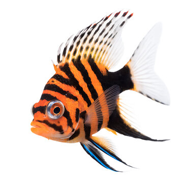 Vibrant orange and black striped tropical fish isolated on white background