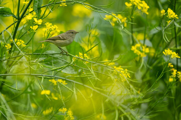 Tiny Hume's Warbler perched on a yellow mustard flower.