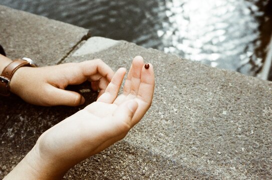 Close-Up of female hands resting near water with ladybug