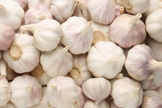 Fresh garlic bulbs as background, top view