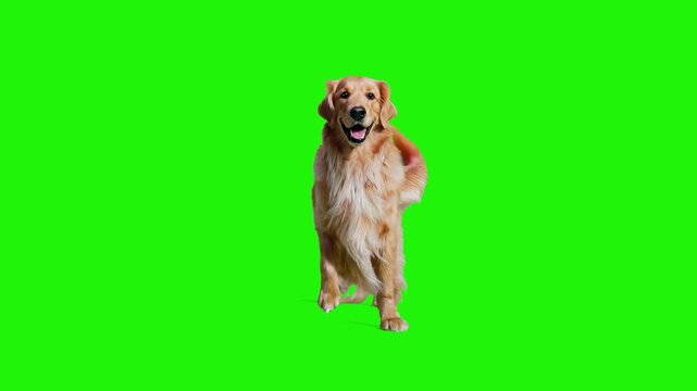A 3D animated golden retriever dog standing on its hind legs and performing a happy dance. Isolated on a green chroma key background for easy compositing into humorous or celebratory videos.