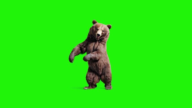 A 3D animated brown bear standing on its hind legs and performing a humorous dance. This character animation is isolated on a green chroma key background for easy compositing into creative video proje