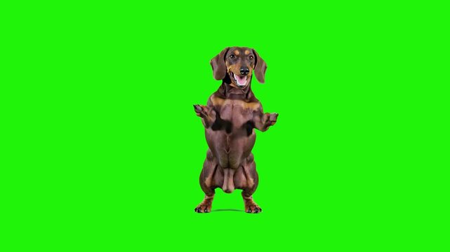 A 3D rendered dachshund dog standing on its hind legs and performing a funny dance on a green screen. Designed for easy background removal in comedy sketches and creative video production.
