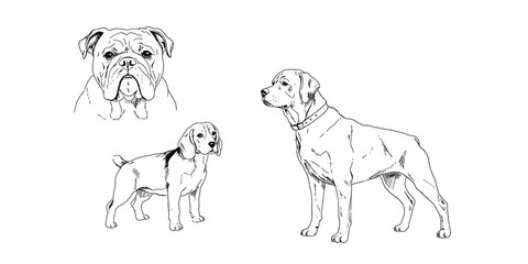 Three dogs drawn in black and white one bulldog and two labradors standing looking around  canine friends