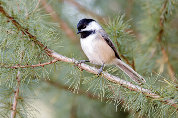 Obraz premium Close-up wildlife portrait of a black-capped chickadee perched on a pine branch with soft green forest bokeh in daylight
