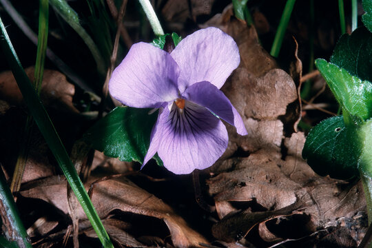 Violet Violetta o viola bianca (Viola alba). . Bunnari, Osilo, Sassari, Sardegna, Italia