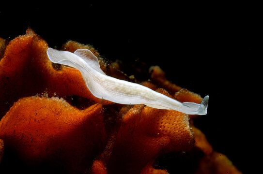 Platelminta (Prostheceraeus vittatus) Marine Flatworm Sardinia, Italy