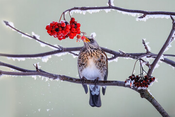 A fieldfare perched on a frost-covered rowan tree branch with red berries, holding a berry in its beak on a cold winter day against a light green background.  © Mariia