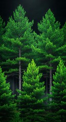 Fototapeta premium Lush Green Pine Trees in Forest. Concept featuring pine trees, forest, nature, greenery, landscape.