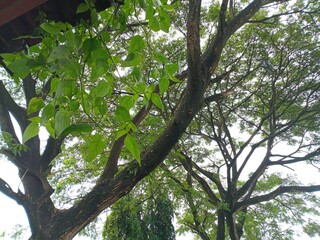 Fototapeta premium The branches of large trees stretch overhead, covered in lush, fresh green leaves. Light filters through the leaves, creating a shady, natural atmosphere.