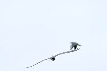 gull billed tern