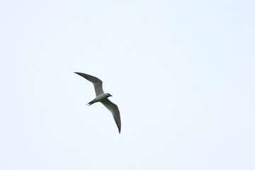 Obraz premium gull billed tern