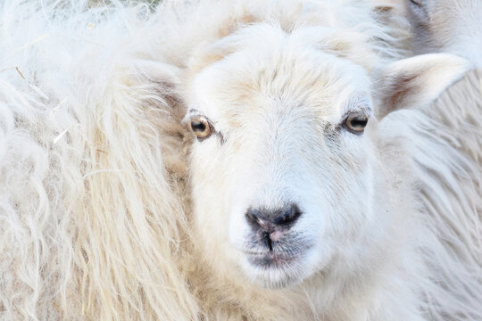 Oveja Lanada