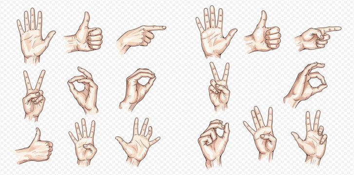 A collection of various human hand gestures drawn in a vintage, engraved style on a transparent background.