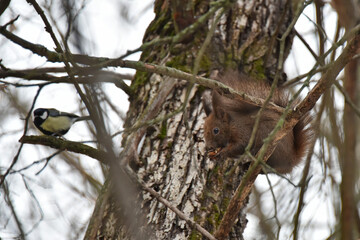 A small squirrel sits on a snow-covered branch in its natural environment gnawing on a nut or cone A titmouse sits on another branch in the forest Fauna nature winter © Владимир Берлизов