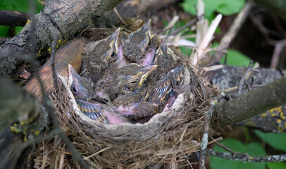 Obraz premium Wild baby chickens of blackbird in nest close up outdoor. young wild chickens of blackbird. protection, help of birds in spring season, nesting period. save wild nature, environmental concept