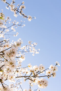 cherry tree blossom
