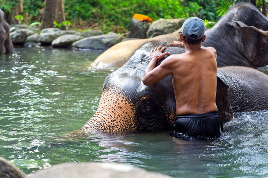 Person washes an elephant. A man washes an elephant with a brush