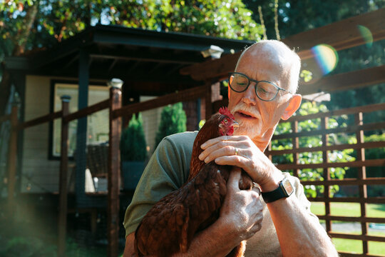 Candid moment: older man holds chicken in sunny backyard
