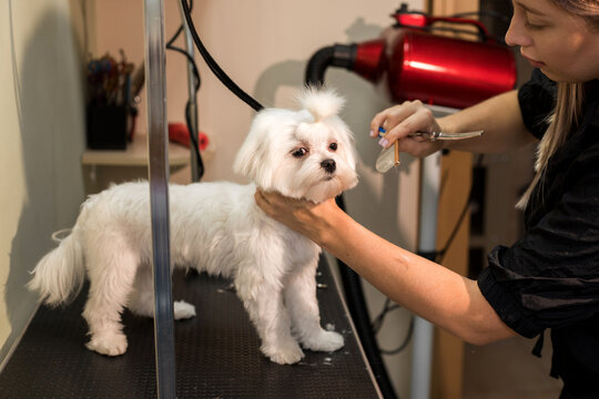A dog being treated at a grooming salon.